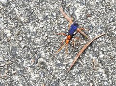 Leptodialepis bipartitus