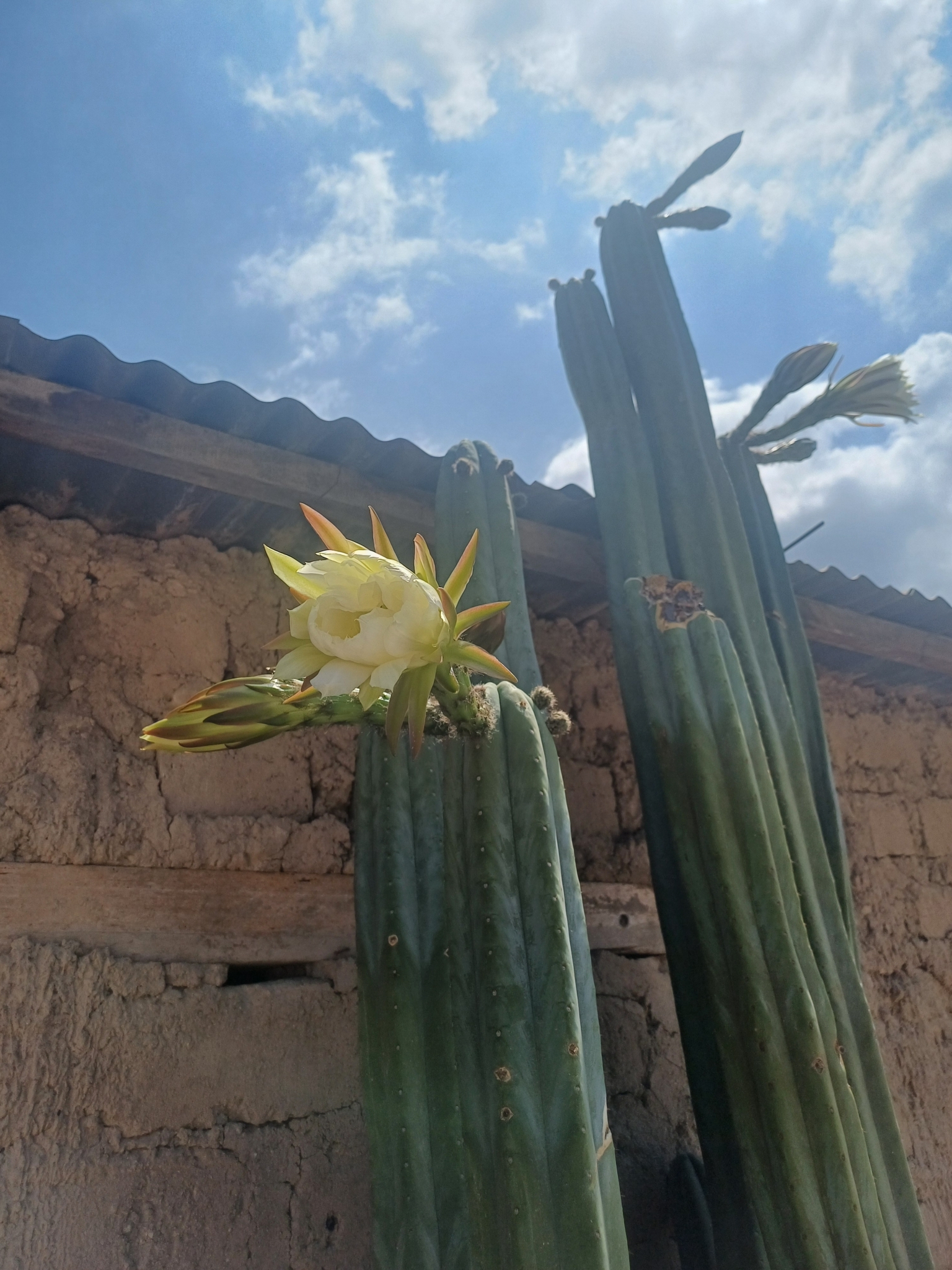 Imagem de Cacto San Pedro