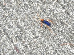 Leptodialepis bipartitus