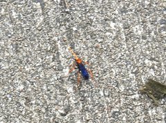 Leptodialepis bipartitus