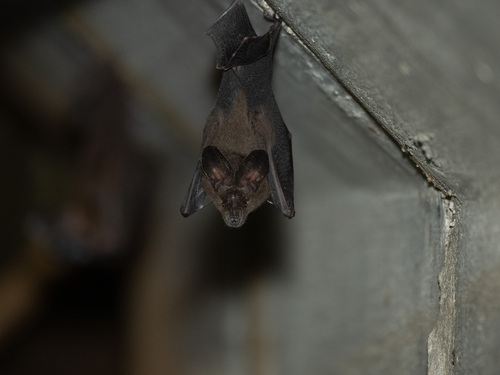 Javan Slit-faced Bat