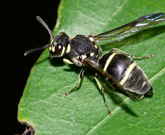 Antepipona