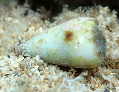 Conus nanus