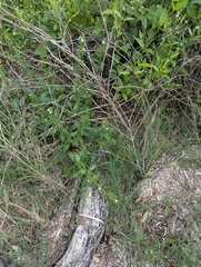 © Will Bennett, some rights reserved (CC-BY-NC)