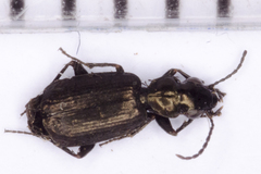 Syntomus foveatus