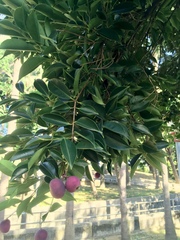 Syzygium acuminatissimum