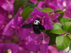 Xylocopa phalothorax