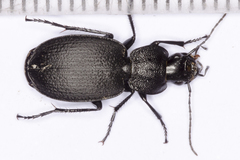 Licinus aequatus