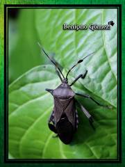 Pachylis acutangulus