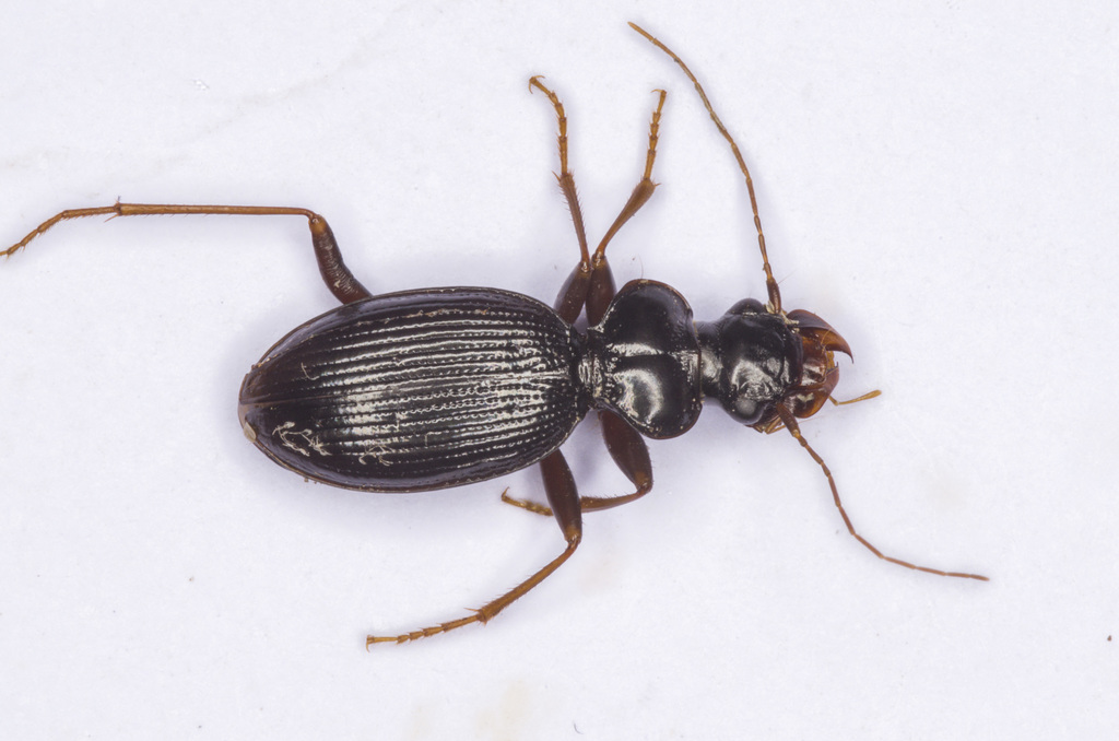Leistus barnevillei