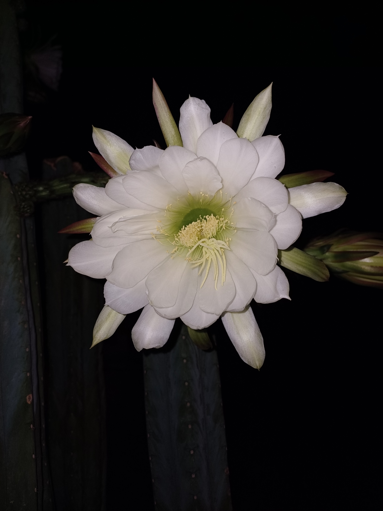 Imagem de Cacto San Pedro