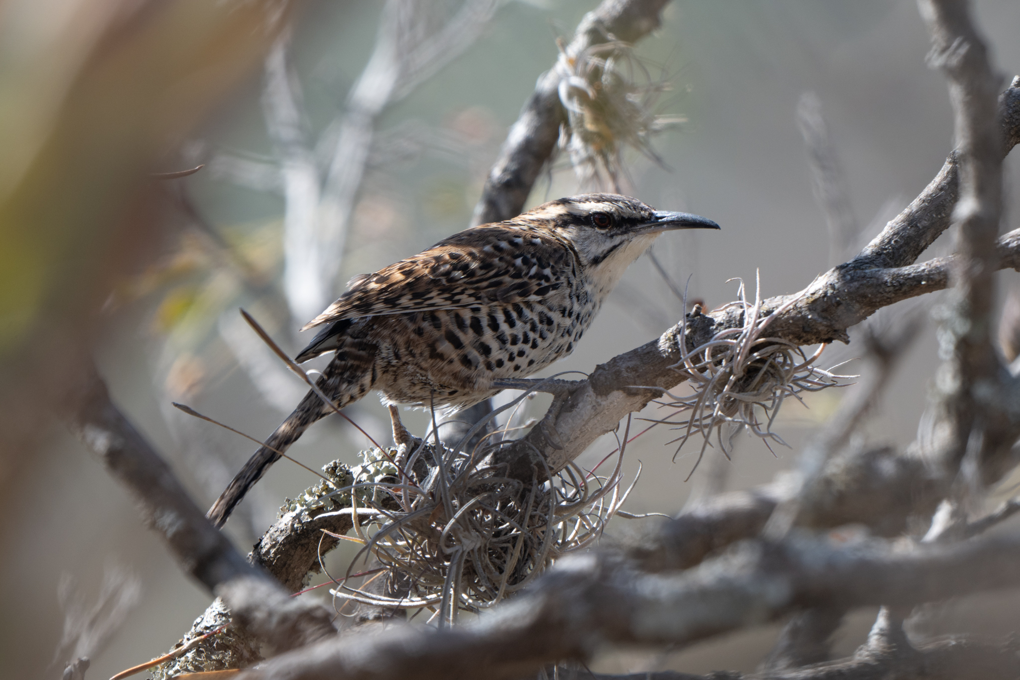 Boucard's Wren (Campylorhynchus jocosus), photo 3