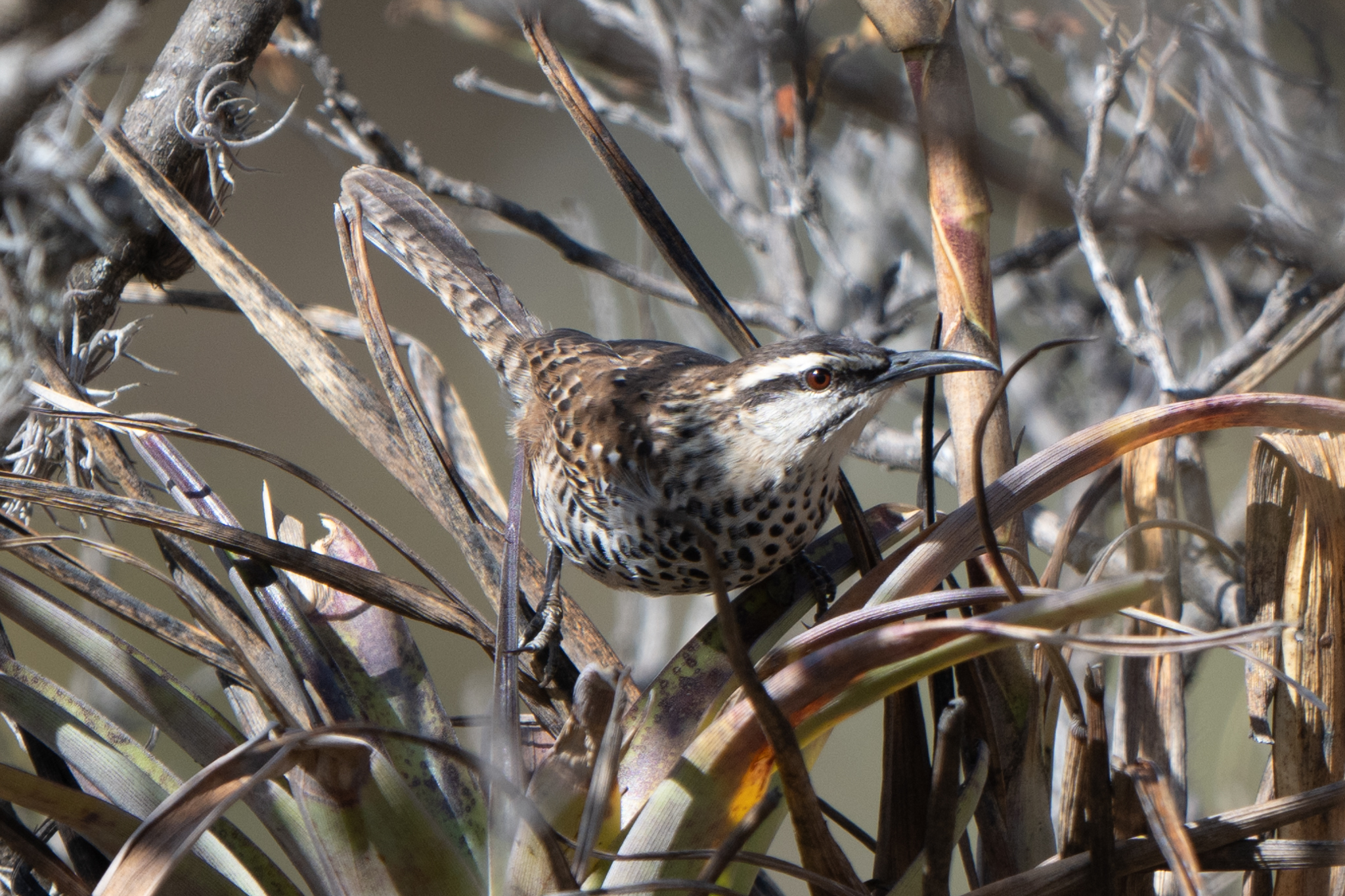 Boucard's Wren (Campylorhynchus jocosus), photo 4