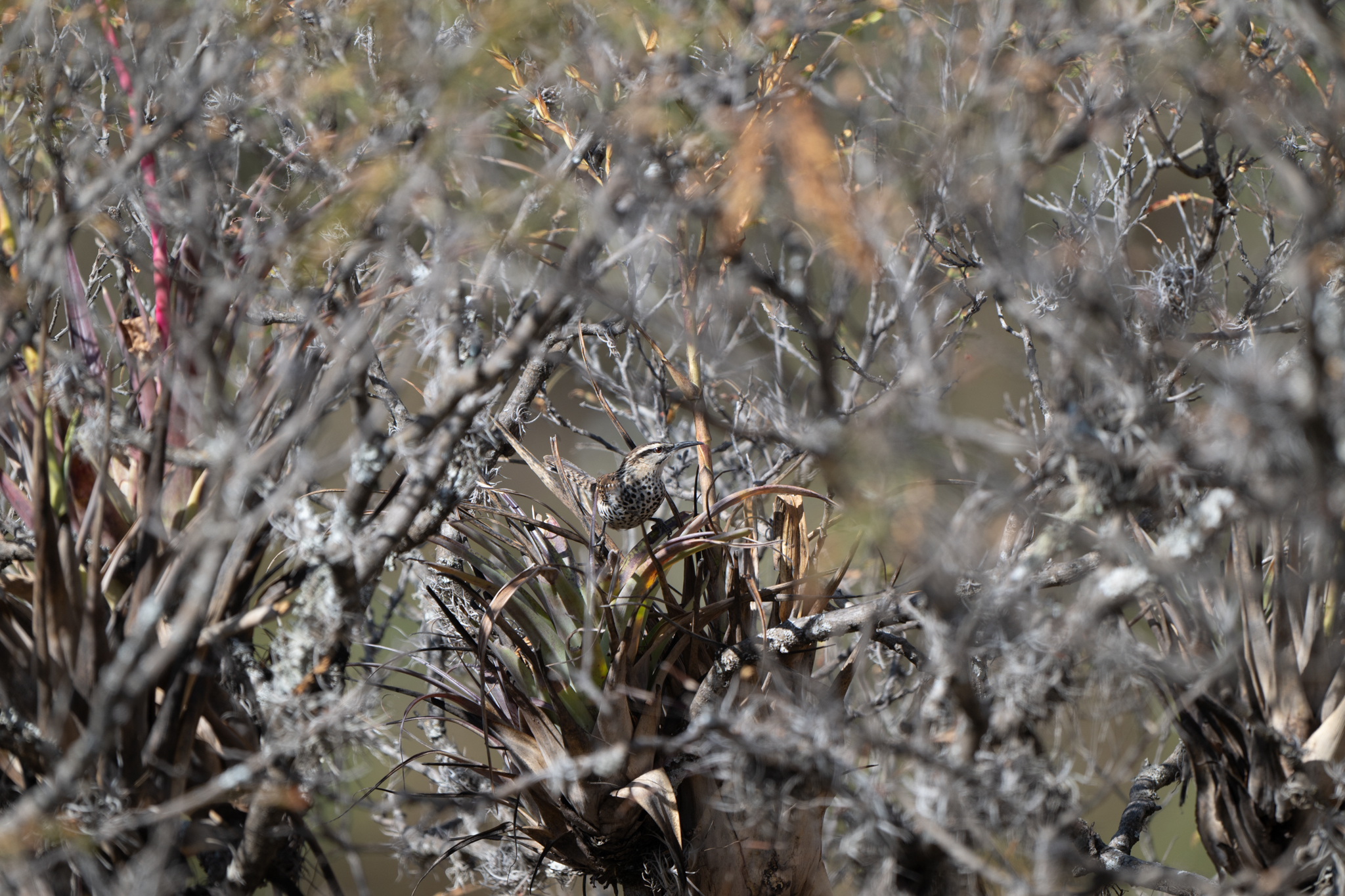 Boucard's Wren (Campylorhynchus jocosus), photo 5