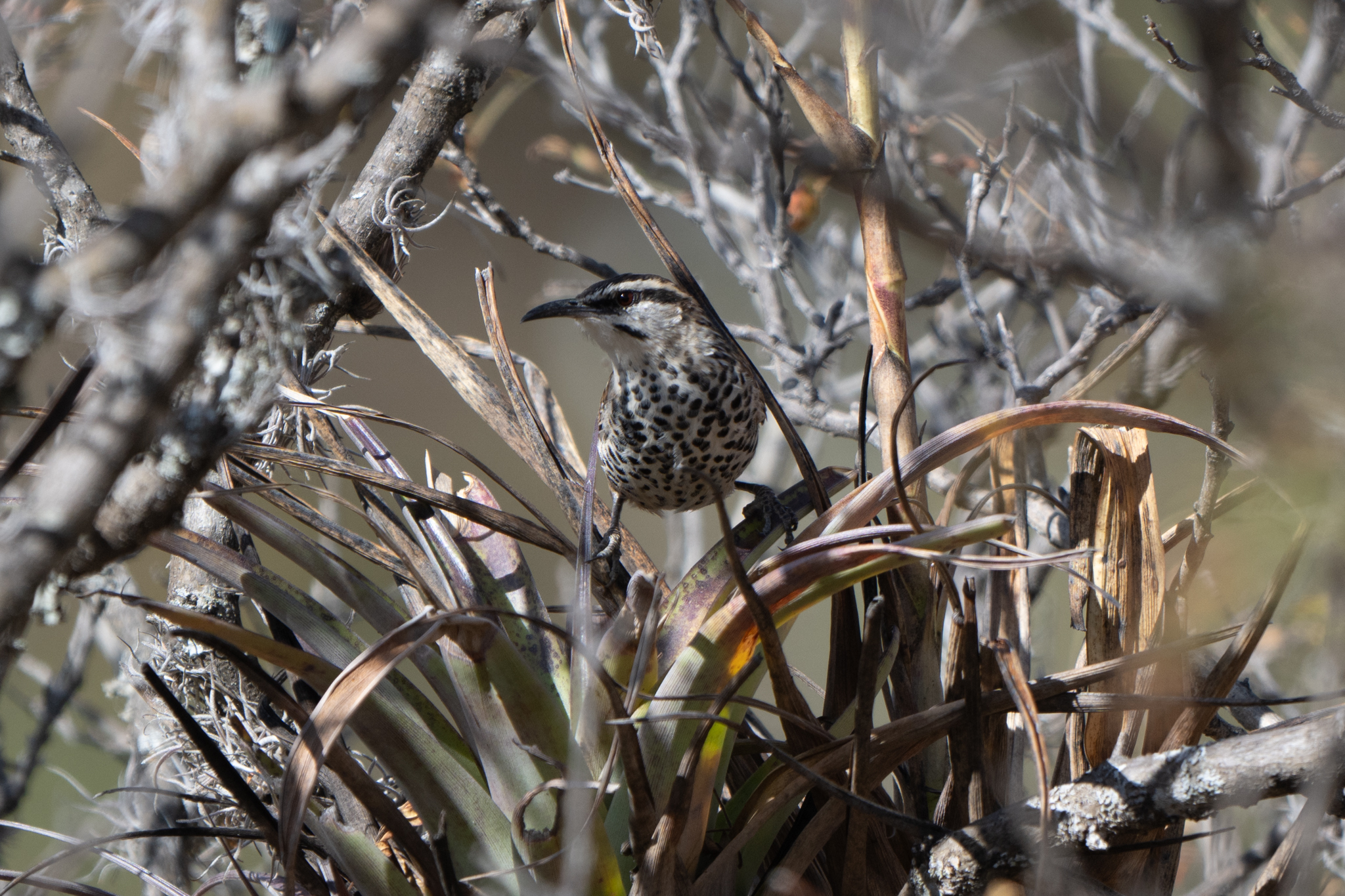 Boucard's Wren (Campylorhynchus jocosus), photo 6