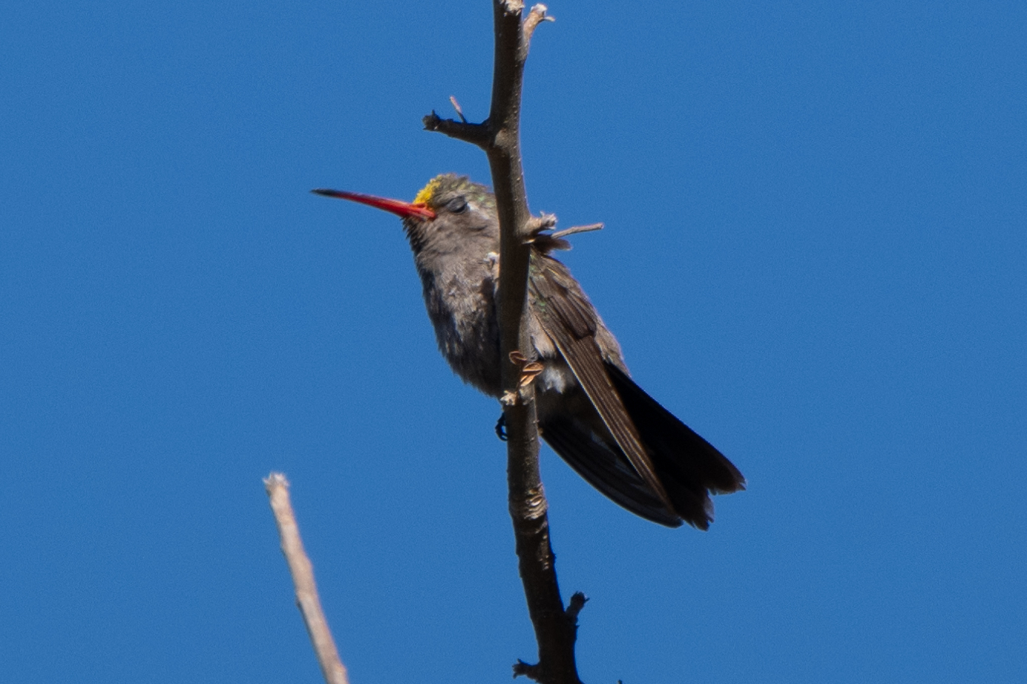 Dusky Hummingbird (Phaeoptila sordida), photo 5
