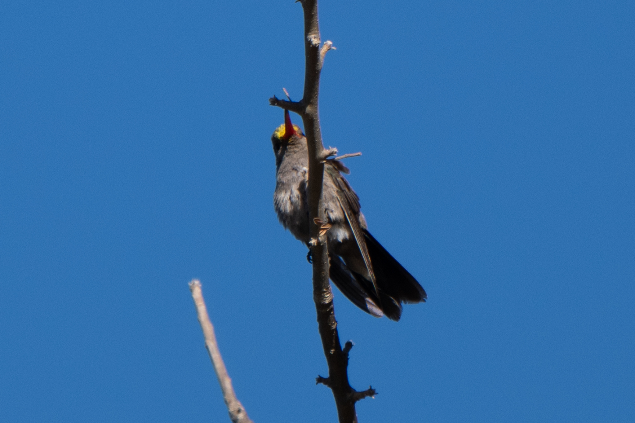 Dusky Hummingbird (Phaeoptila sordida), photo 7