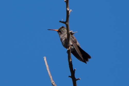 Dusky Hummingbird (Phaeoptila sordida), photo 8