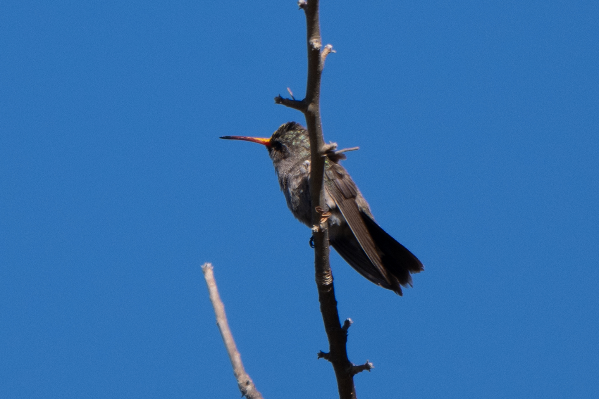 Dusky Hummingbird (Phaeoptila sordida), photo 6
