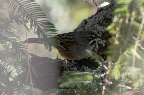 Bridled Sparrow (Peucaea mystacalis), photo 6