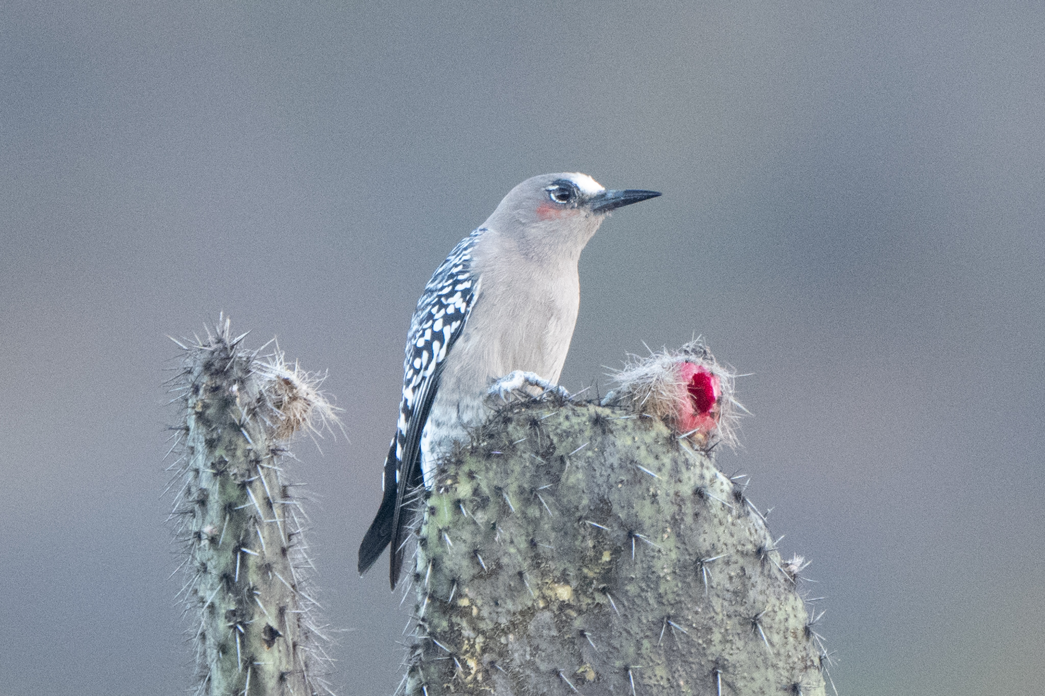 Grey-breasted Woodpecker (Melanerpes hypopolius), photo 7