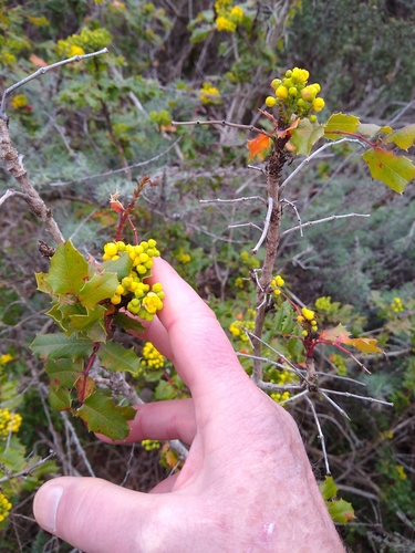 Image of Berberis pinnata by no rights reserved