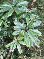 Daphniphyllum himalaense