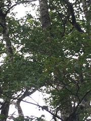 Fagus hayatae