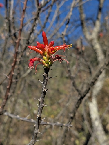 Fouquieria formosa, photograph 6