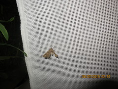Pelurga comitata