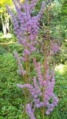 Astilbe