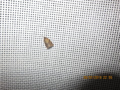 Philedone gerningana