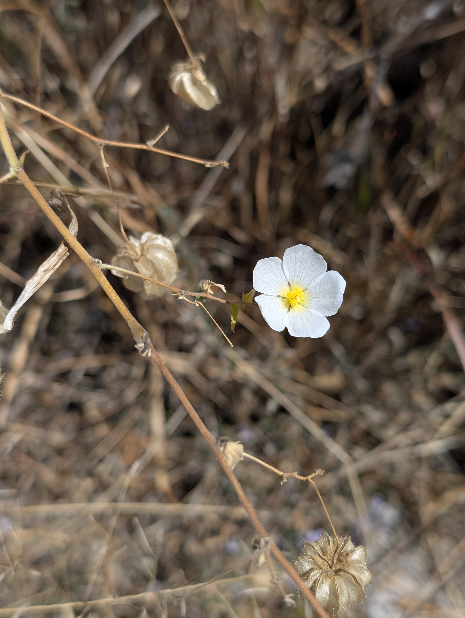 Imagem de Malva-branca
