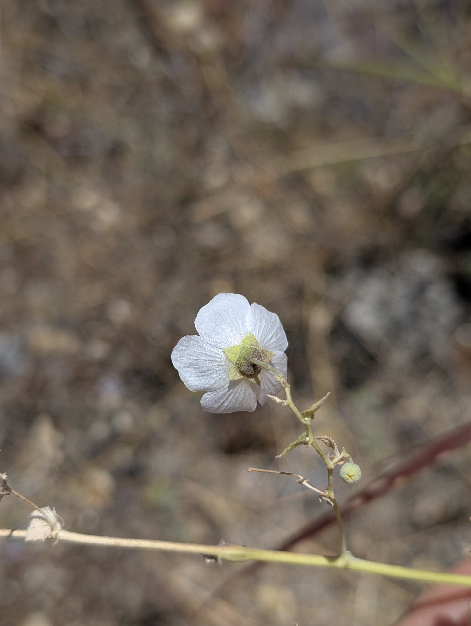 Imagem de Malva-branca