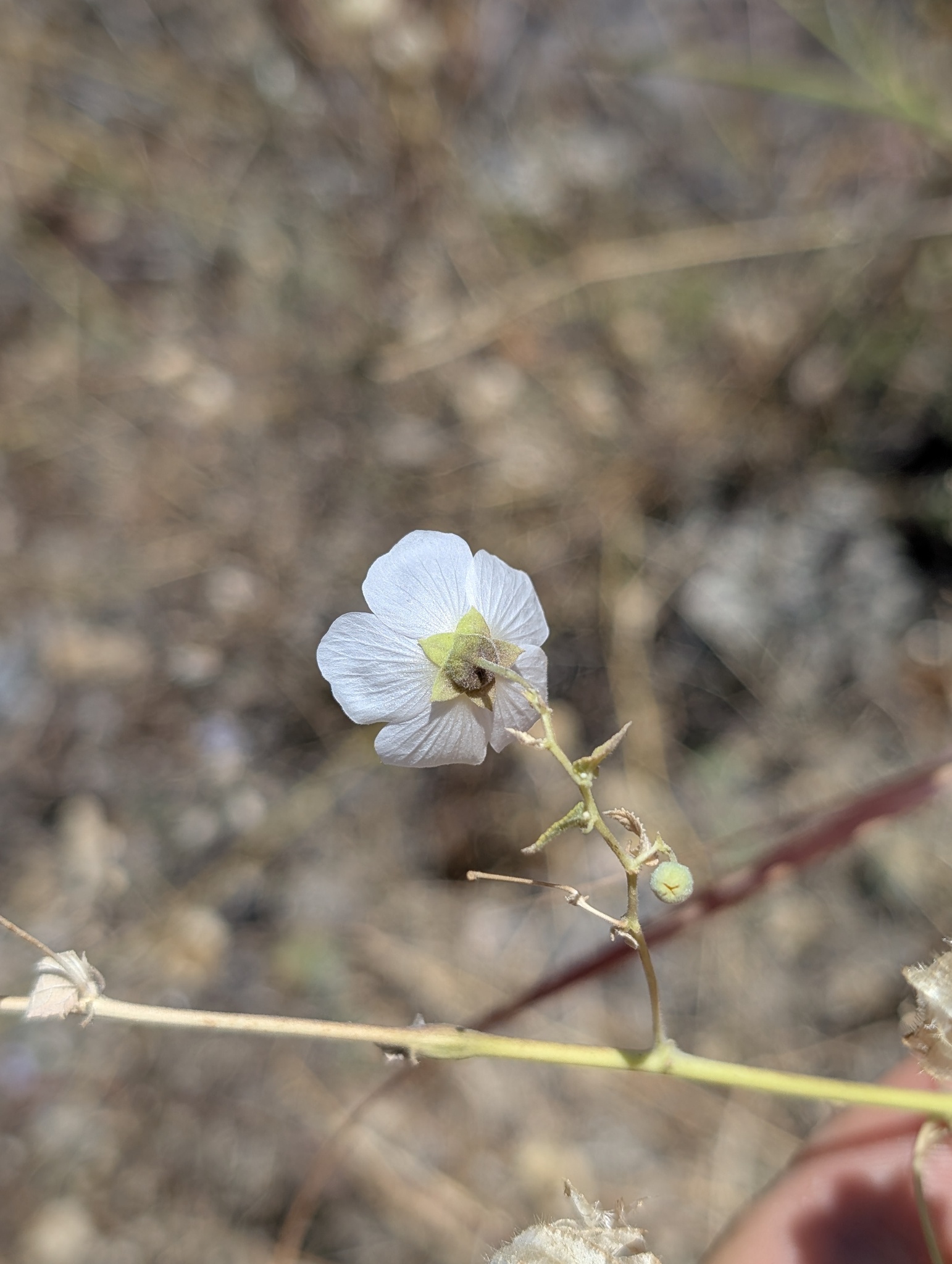 Imagem de Malva-branca