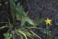 Hypericum montanum