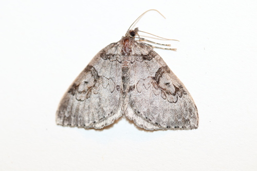 George's Carpet Moth photo 3