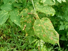 Phyllactinia marissalii