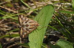 Loxostege cereralis