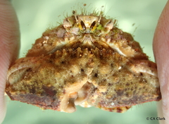 Calappa gallus