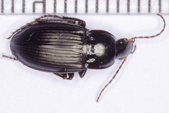Calathus fuscipes punctipennis