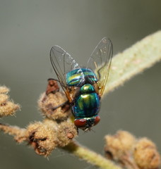 Neomyia lauta