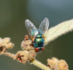 Neomyia lauta