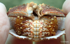 Calappa gallus