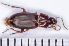 Platyderus gallaecus