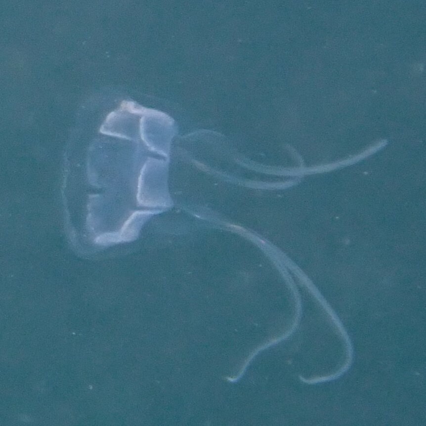 Solmundaegina nematophora Lindsay, 2017