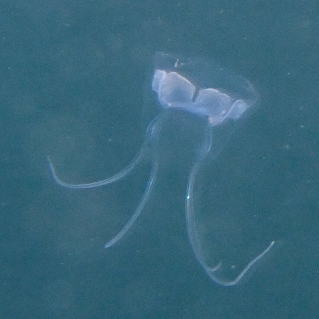 Solmundaegina nematophora Lindsay, 2017