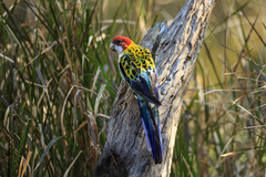 Platycercus eximius elecica