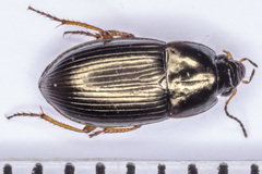 Amara familiaris