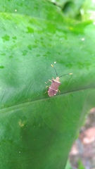 Cletomorpha simulans